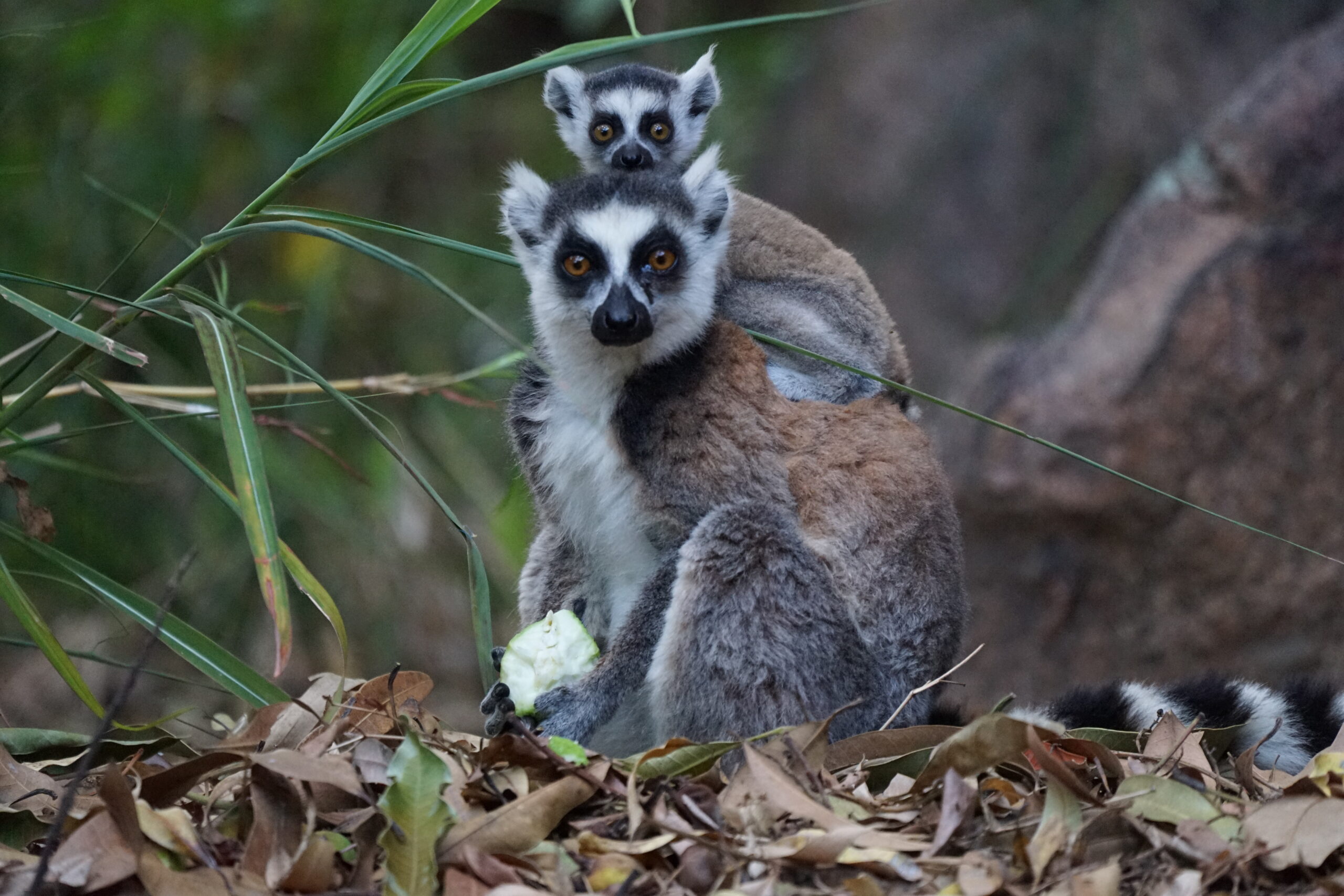 Madagaskars einzigartige Tierwelt